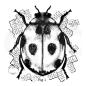 Preview: Woodware Ladybird  Clear Stamps - Stempel 