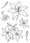 Preview: Janes Doodles " Lily" Clear Stamp - Stempelset