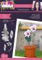 Preview: Crafters Companion -Arts 'n Flowers Garden Florals Metal Dies Orchid - Stanze