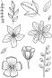 Preview: Creative Expressions - Clear Stamp A6 -  Blooming Marvelous  - Stempel