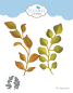 Preview: Elizabeth Craft Designs - Stanzschalone "Elegant Leaves 1" Dies