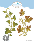 Preview: Elizabeth Craft Designs - Stanzschalone "Elegant Leaves 2" Dies