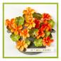 Preview: Spellbinders - Stanzschablone "Nasturtium and Galvanized Wash Bucket" Dies