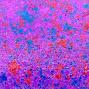 Preview: Cosmic Shimmer - Vergoldungsflocken "Passion Pop" Aurora Flakes 50ml