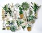 Preview: Craft Consortium - Stanzteile "Botany Boutique" Chipboard Ephemera