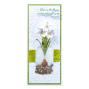 Preview: Spellbinders - Stanzschablone "Paperwhites and Glass Vase" Dies