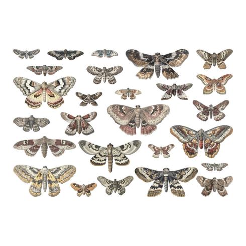 Tim Holtz - Idea Ology - Stanzteile "Halloween Moths" Die Cuts