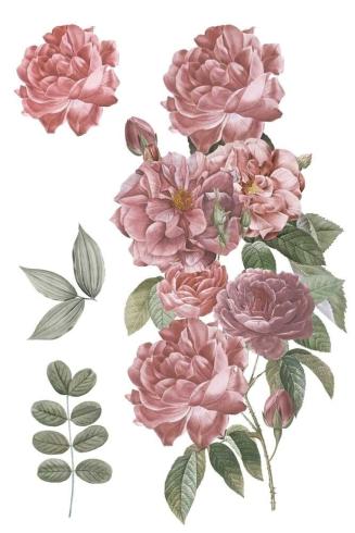 Papers For you - Transfer Aufkleber "Roses" Decor Transfers 8x12 Inch
