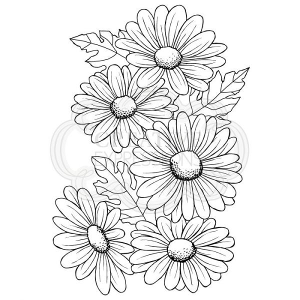 Woodware Set Five Daisies  Clear Stamps - Stempel 