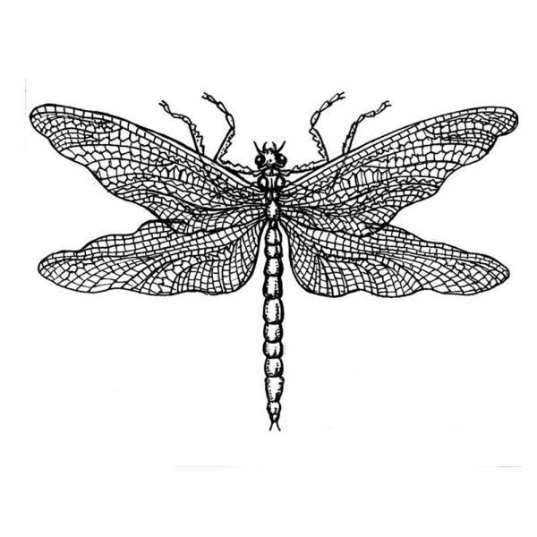 Crafty Individuals - Gummistempel "Dragonfly Drawing" Unmounted Rubber Stamps 