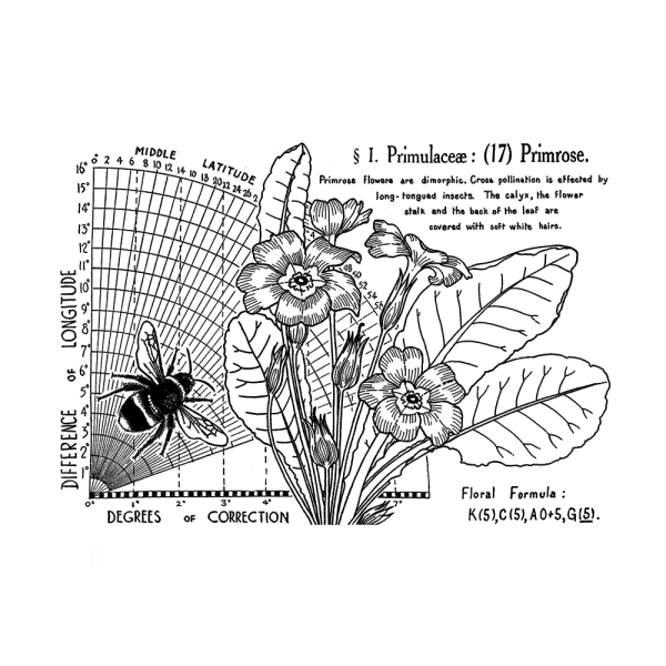 Crafty Individuals - Gummistempel "Primrose (17)" Unmounted Rubber Stamps 